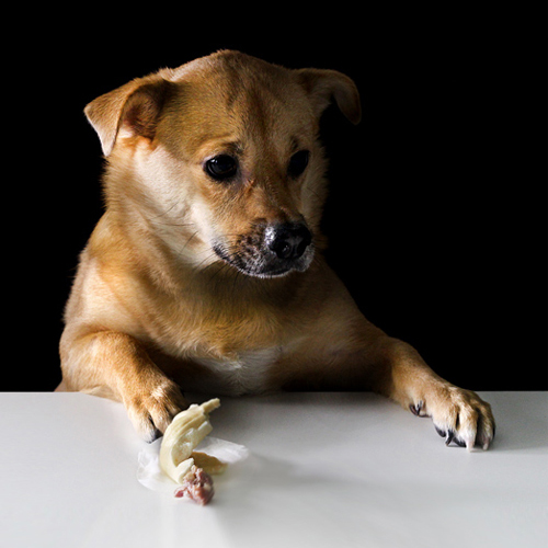 blogger's light dog