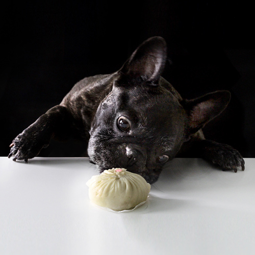 blogger's dark dog